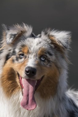 Mavi merle Avusturalya çoban köpeği Piedmont, İtalya 'da çayırda