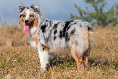 Mavi merle Avusturalya çoban köpeği Piedmont, İtalya 'da çayırda