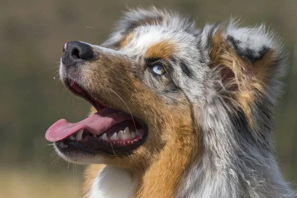 Blue Merle Cane Pastore Australiano Sul Prato Piemonte Italia — Foto Stock