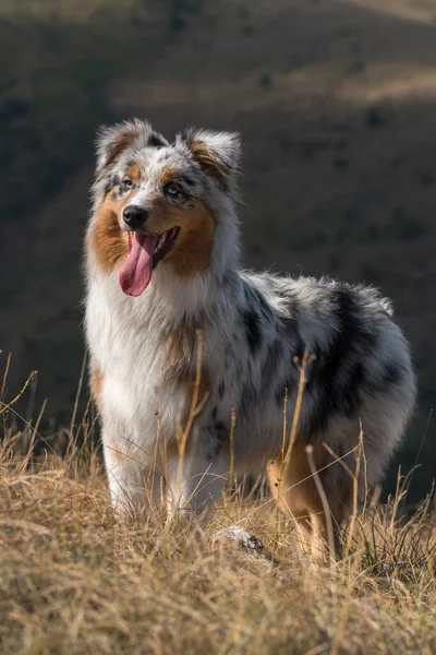 Azul Merle Perro Pastor Australiano Prado Piedmont Italia —  Fotos de Stock