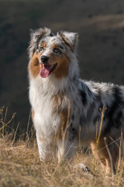 Azul Merle Perro Pastor Australiano Prado Piedmont Italia — Foto de Stock