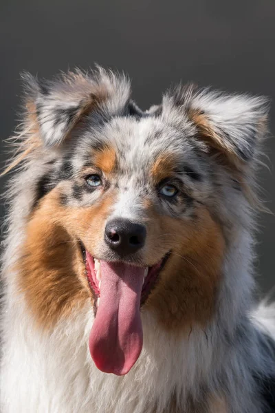 Blå Merle Australisk Herde Hund Ängen Piemonte Italien — Stockfoto
