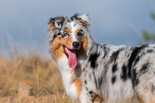 Bleu Merle Chien Berger Australien Sur Prairie Dans Piémont Italie — Photo