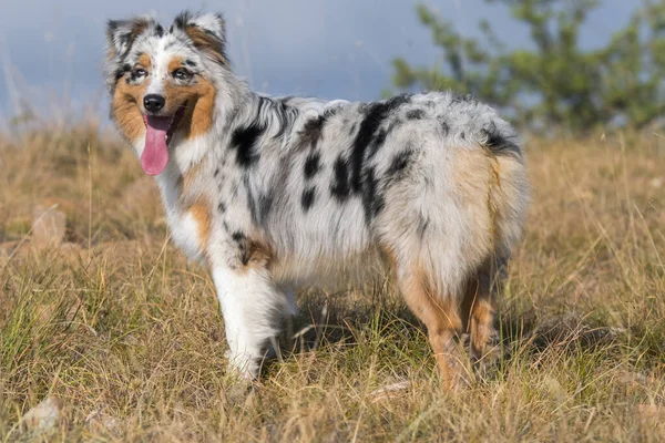 Mavi merle Avusturalya çoban köpeği Piedmont, İtalya 'da çayırda