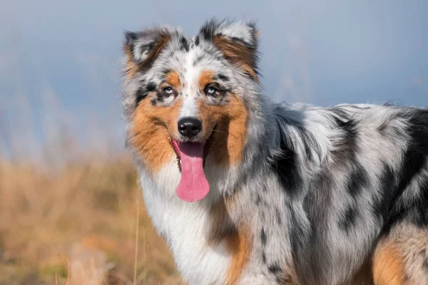 意大利皮德蒙特草原上的澳大利亚牧羊犬 — 图库照片