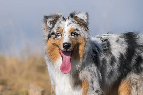 Azul Merle Cão Pastor Australiano Prado Piemonte Itália — Fotografia de Stock