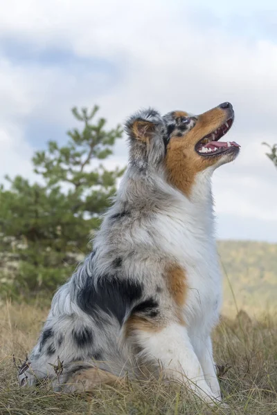 イタリアのピエドモントの牧草地にある青い子羊のオーストラリアの羊飼いの犬 — ストック写真