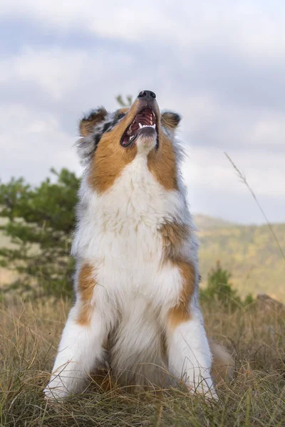 Biru Merle Anjing Gembala Australia Padang Rumput Piedmont Italia — Stok Foto