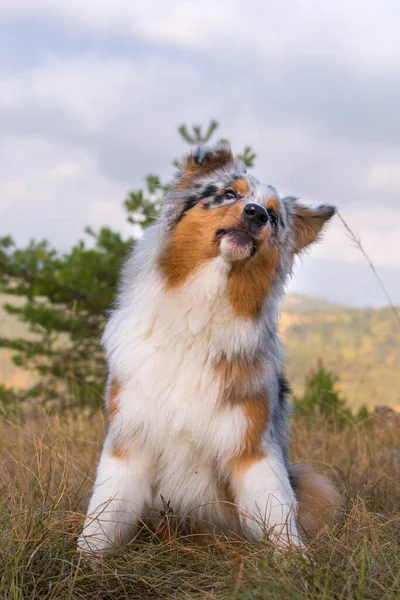 Azul Merle Perro Pastor Australiano Prado Piedmont Italia —  Fotos de Stock