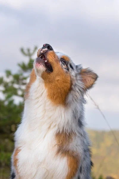 Azul Merle Perro Pastor Australiano Prado Piedmont Italia —  Fotos de Stock