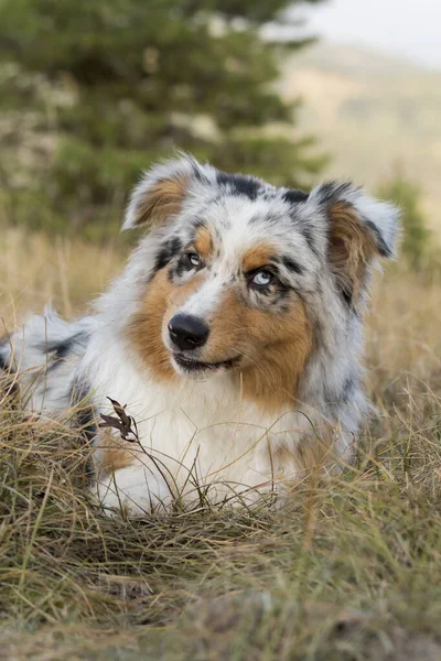 Azul Merle Cão Pastor Australiano Prado Piemonte Itália — Fotografia de Stock