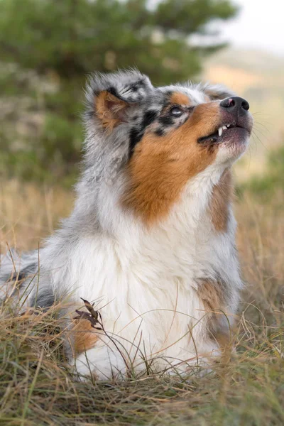 Bleu Merle Chien Berger Australien Sur Prairie Dans Piémont Italie — Photo