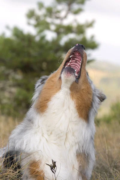 Голубий Австралійський Собака Пастух Лузі Ємонті Італія — стокове фото