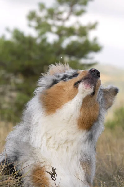 Blue Merle Australian Shepherd Dog Meadow Piedmont Italy — Stock Photo, Image