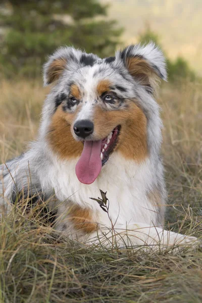Blå Merle Australisk Herde Hund Ängen Piemonte Italien — Stockfoto