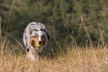 Piedmont 'ta ağzında tenis topuyla çayırda koşan mavi merle Avusturalya çoban köpeği.