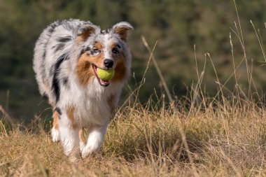 Piedmont 'ta ağzında tenis topuyla çayırda koşan mavi merle Avusturalya çoban köpeği.