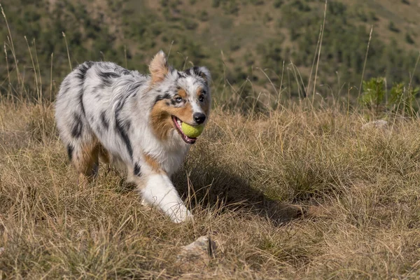Голубий Австралійський Собака Пастух Біжить Лузі Тенісним Ячем Роті Ємонті — стокове фото