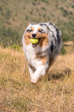 Piedmont 'ta ağzında tenis topuyla çayırda koşan mavi merle Avusturalya çoban köpeği.