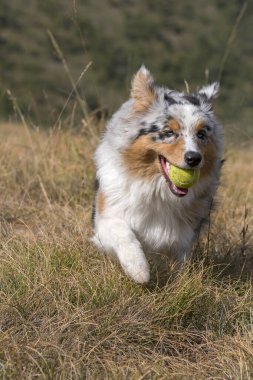 Piedmont 'ta ağzında tenis topuyla çayırda koşan mavi merle Avusturalya çoban köpeği.