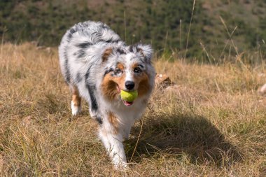 Piedmont 'ta ağzında tenis topuyla çayırda koşan mavi merle Avusturalya çoban köpeği.