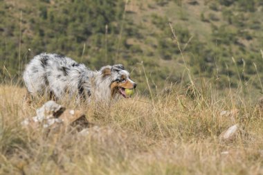 Piedmont 'ta ağzında tenis topuyla çayırda koşan mavi merle Avusturalya çoban köpeği.