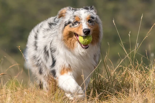 Azul Merle Perro Pastor Australiano Corriendo Prado Con Una Pelota — Foto de Stock