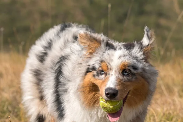 Azul Merle Perro Pastor Australiano Corriendo Prado Con Una Pelota — Foto de Stock