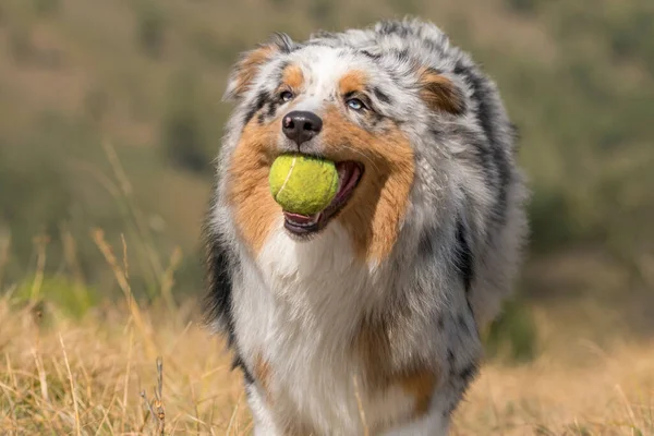 Azul Merle Cão Pastor Australiano Correndo Prado Com Uma Bola — Fotografia de Stock