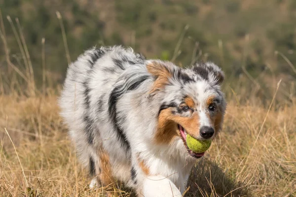 Azul Merle Perro Pastor Australiano Corriendo Prado Con Una Pelota — Foto de Stock