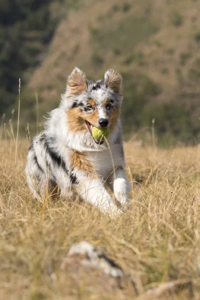 澳大利亚牧羊犬在皮埃蒙特的草地上奔跑 嘴里衔着网球 — 图库照片