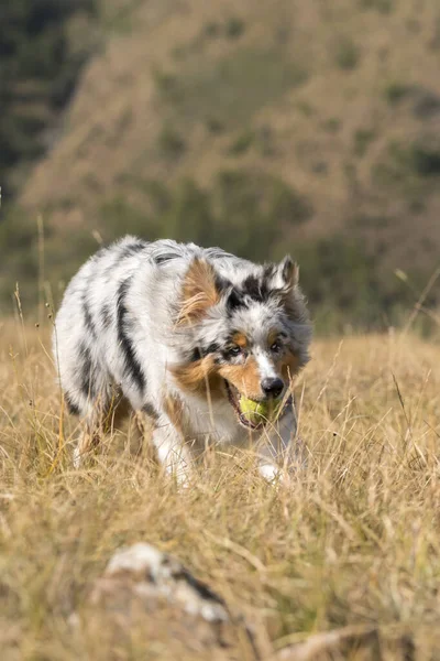 Blå Merle Australisk Herde Hund Som Springer Ängen Med Tennisboll — Stockfoto