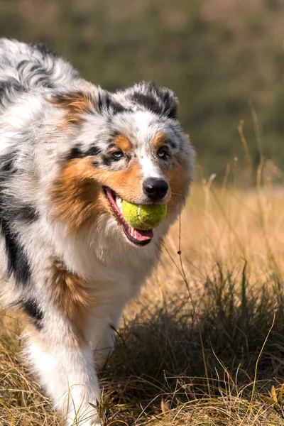 澳大利亚牧羊犬在皮埃蒙特的草地上奔跑 嘴里衔着网球 — 图库照片