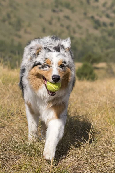 Biru Merle Anjing Gembala Australia Berjalan Padang Rumput Dengan Bola — Stok Foto