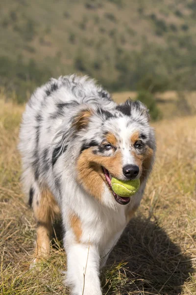 Azul Merle Perro Pastor Australiano Corriendo Prado Con Una Pelota —  Fotos de Stock