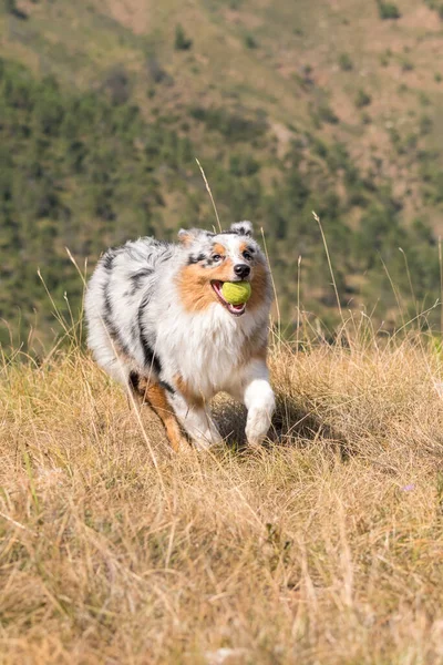 Azul Merle Cão Pastor Australiano Correndo Prado Com Uma Bola — Fotografia de Stock