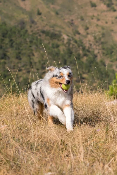 Blå Merle Australisk Herde Hund Som Springer Ängen Med Tennisboll — Stockfoto