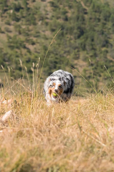 Blue Merle Australian Shepherd Dog Running Meadow Tennis Ball His — Stock Photo, Image