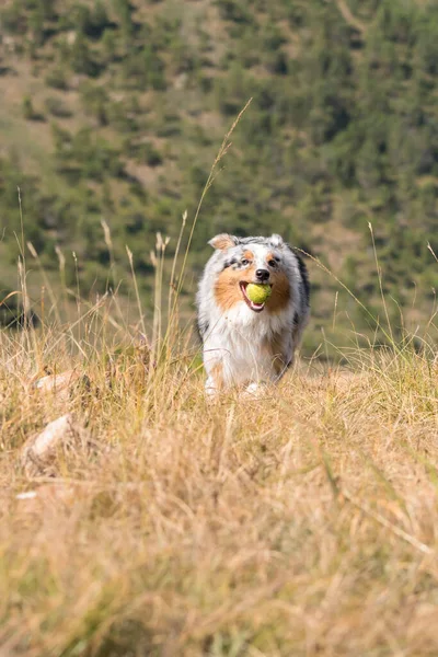 Blue Merle Australian Shepherd Dog Running Meadow Tennis Ball His — Stock Photo, Image