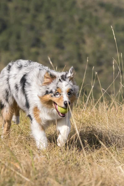 Biru Merle Anjing Gembala Australia Berjalan Padang Rumput Dengan Bola — Stok Foto