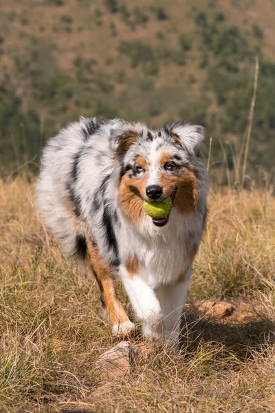 澳大利亚牧羊犬在皮埃蒙特的草地上奔跑 嘴里衔着网球 — 图库照片