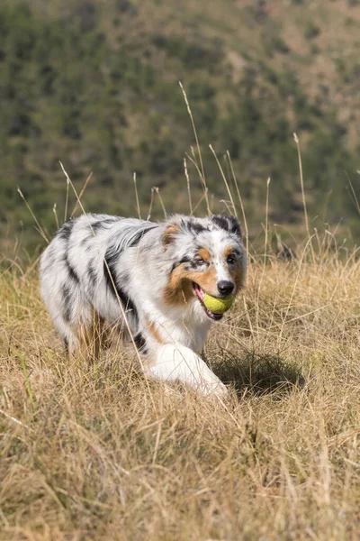 Blue Merle Australian Shepherd Dog Running Meadow Tennis Ball His — Stock Photo, Image