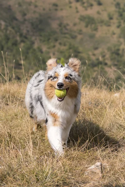 Blu Merle Cane Pastore Australiano Che Corre Sul Prato Con — Foto Stock