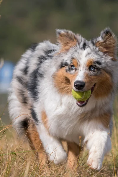 Blauwe Merle Australische Herder Hond Loopt Weide Met Een Tennisbal — Stockfoto