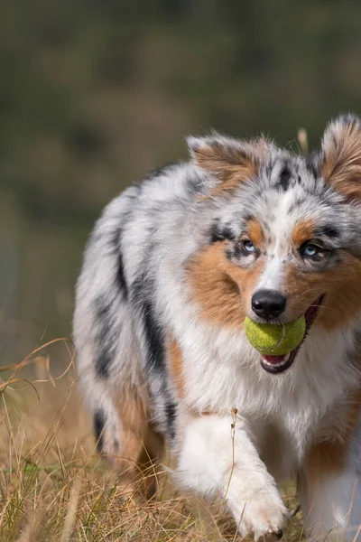 Blå Merle Australisk Herde Hund Som Springer Ängen Med Tennisboll — Stockfoto