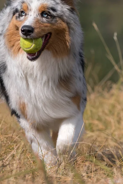 澳大利亚牧羊犬在皮埃蒙特的草地上奔跑 嘴里衔着网球 — 图库照片