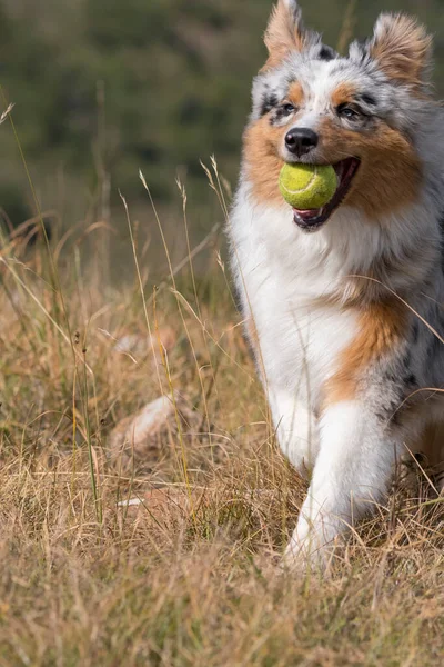 Biru Merle Anjing Gembala Australia Berjalan Padang Rumput Dengan Bola — Stok Foto