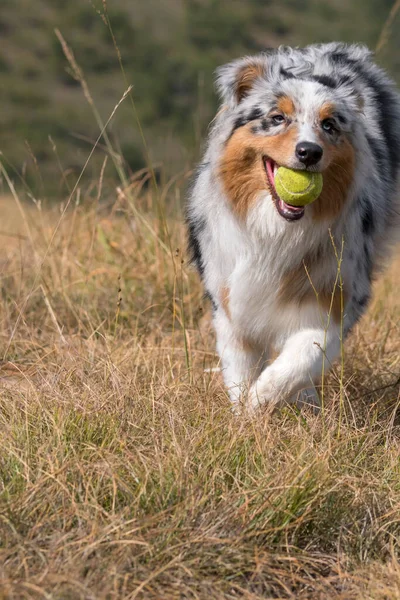 Голубий Австралійський Собака Пастух Біжить Лузі Тенісним Ячем Роті Ємонті — стокове фото
