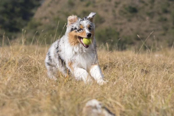 Blu Merle Cane Pastore Australiano Che Corre Sul Prato Con — Foto Stock