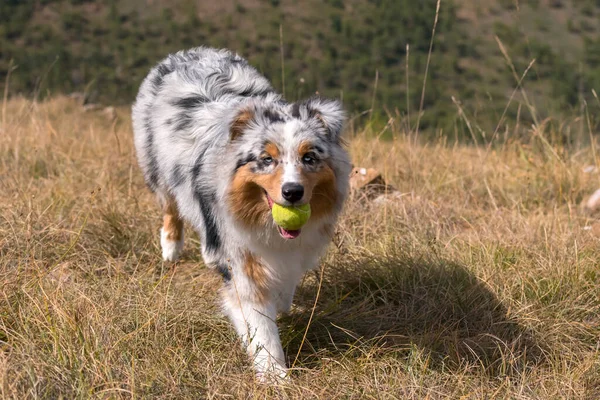 ブルー メルル オーストラリアの羊飼いの犬が草原を走り — ストック写真